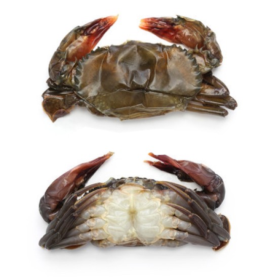 Soft Shell Crab (frozen) 1X10pcs